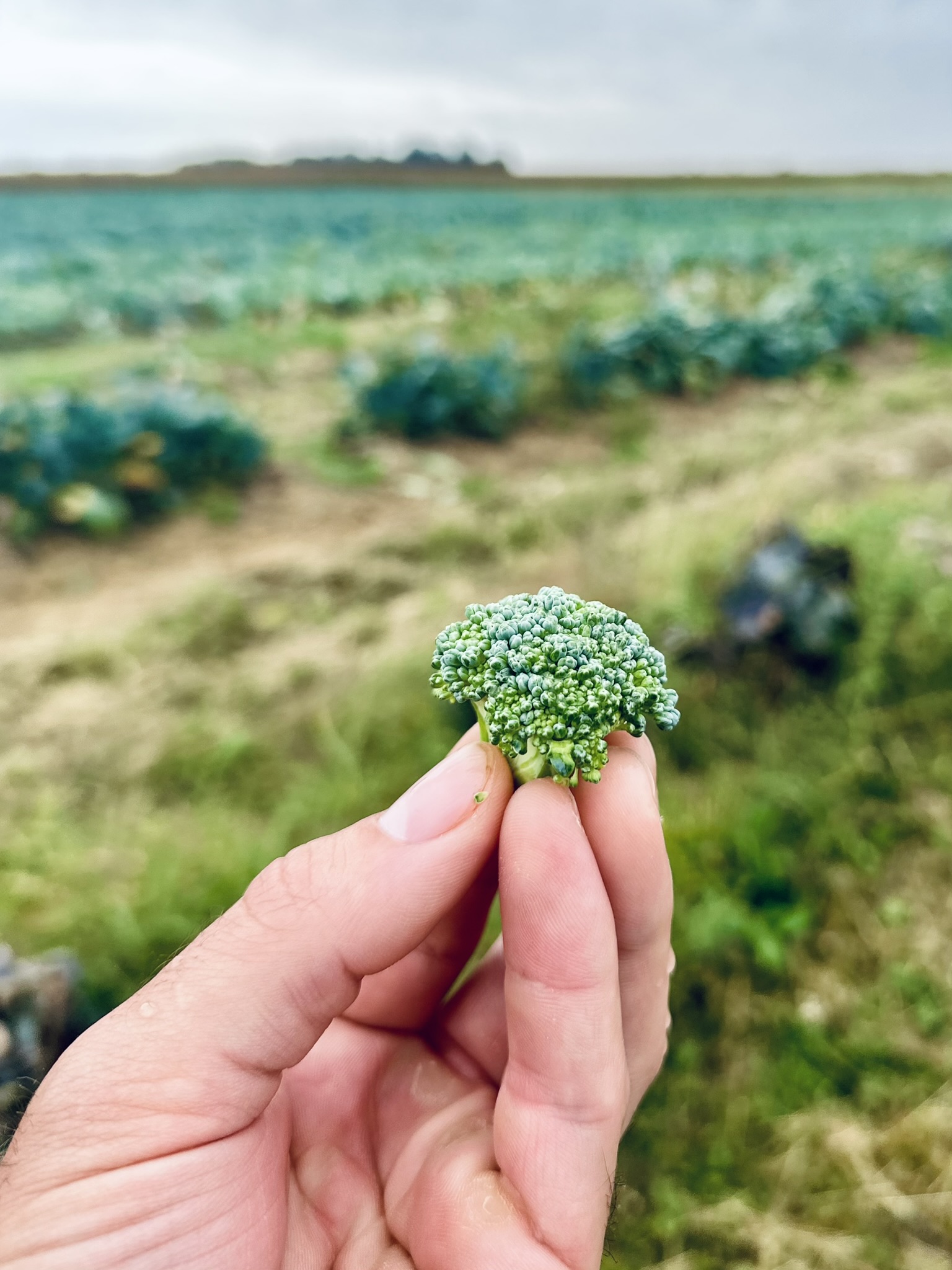 Fresh broccoli from the field